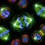 What Happens During Mitosis? A Complete Guide to Cell Division