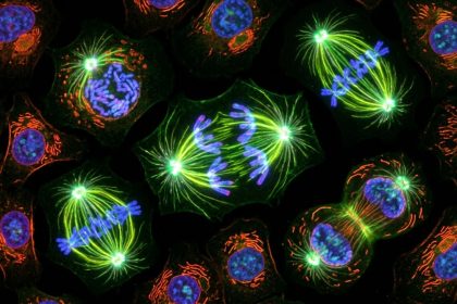 What Happens During Mitosis? A Complete Guide to Cell Division